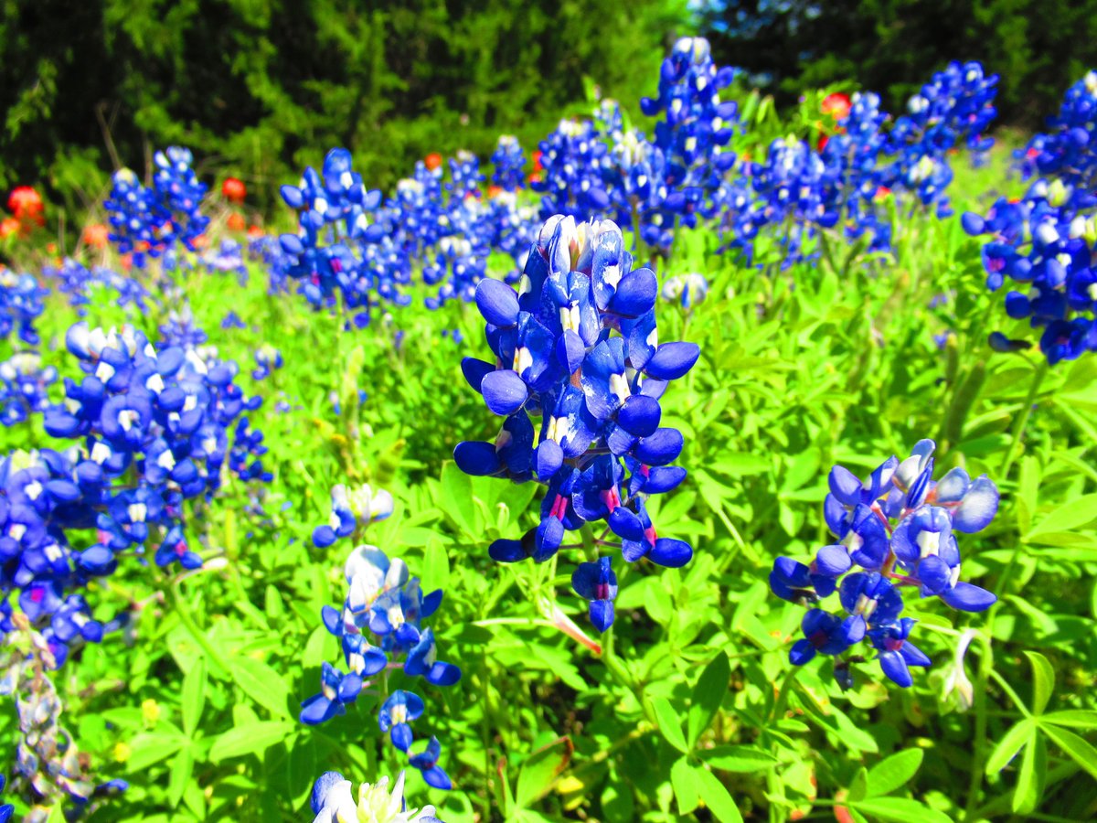 quantumbonde's tweet image. Had a great time in #EnnisTX along the #BluebonnetTrail.