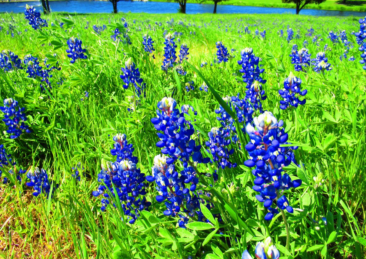 quantumbonde's tweet image. Had a great time in #EnnisTX along the #BluebonnetTrail.