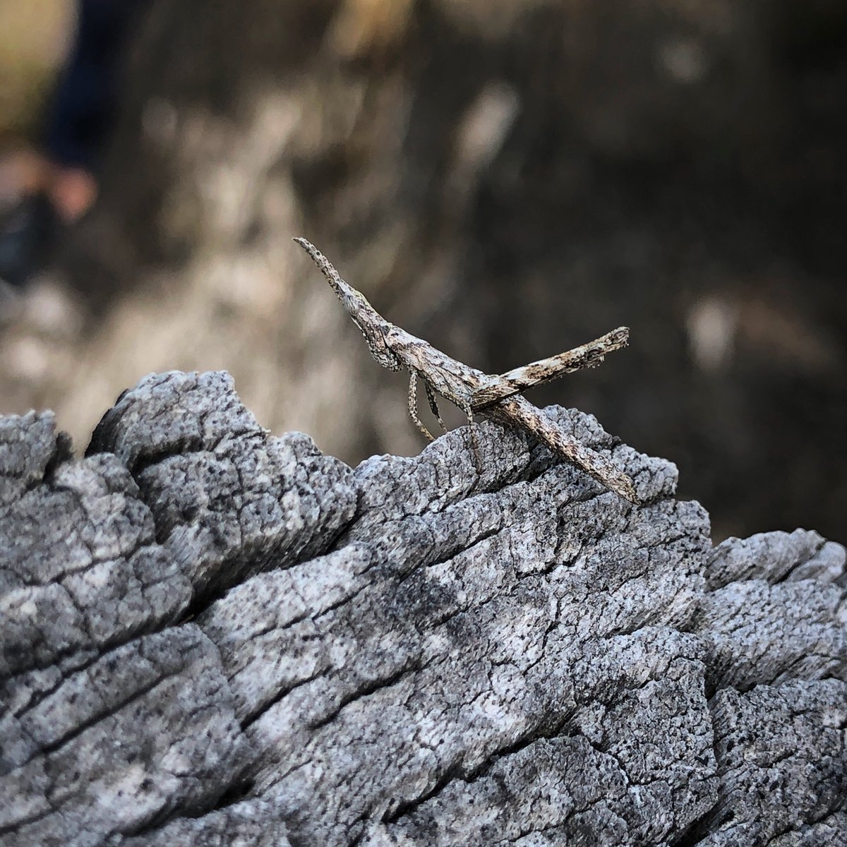 Matchstick grasshopper