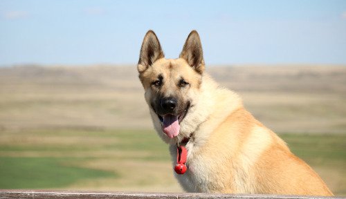 doge4u's tweet photo. #dogs #doge https://t.co/Kcfb4KmzwN