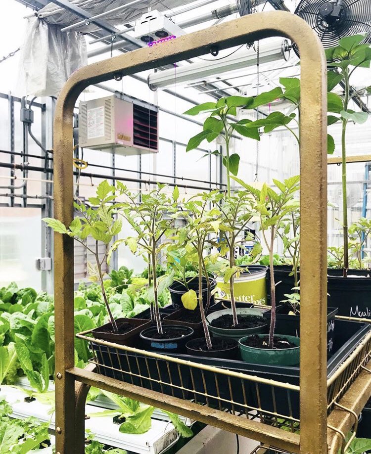 The #gmugreenhouse really is as cool as it looks! Come hang out with us and learn about #hydroponics and micro-greens! Sign up to volunteer at the Presidents Park green house! 🌱 signupgenius.com/index.cfm?go=s…
#gmugarden #sustainablemason #masongreens #georgemasonuniversity #gmu2023