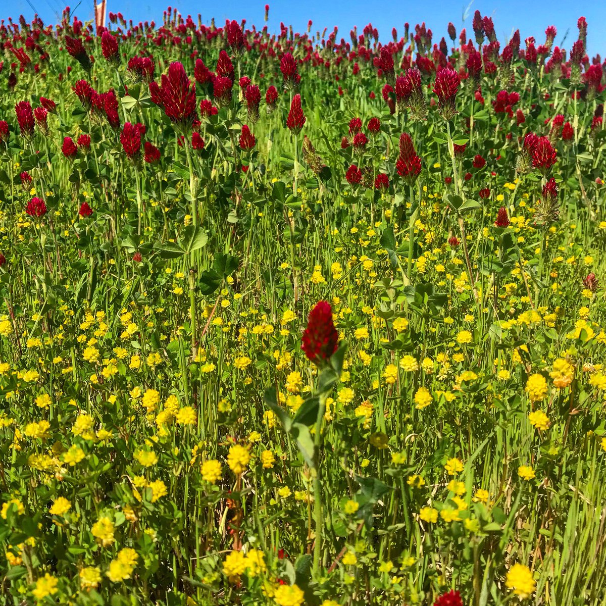 gottagetthepic's tweet image. 🍀Wild clover🍀 
#alabama
#florencealabama
#killenalabama
#easter