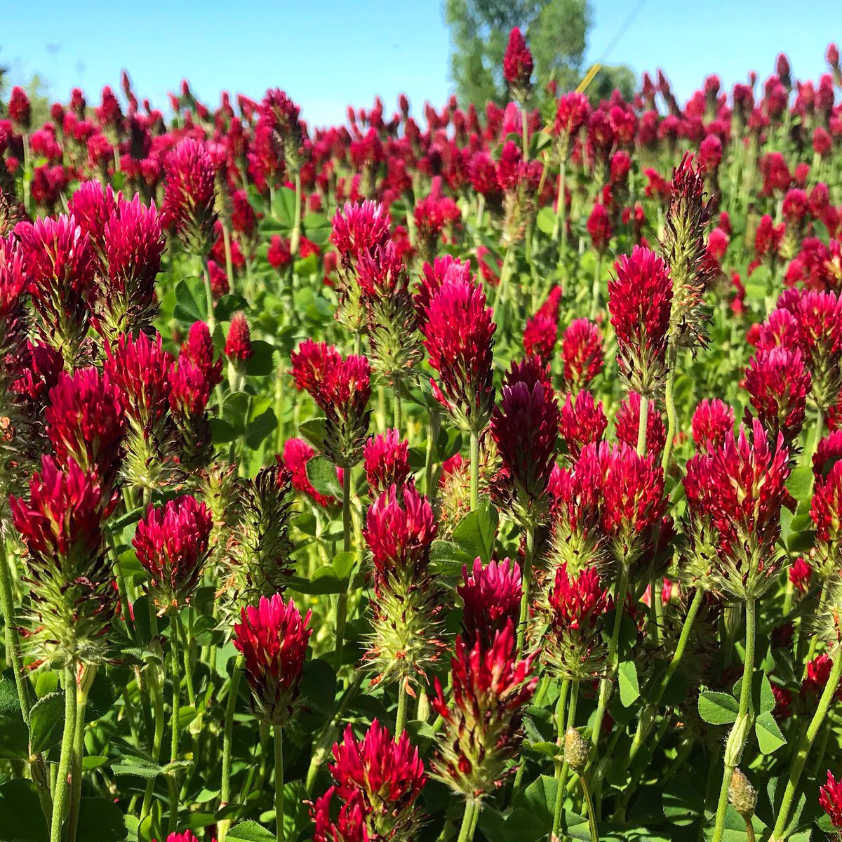 gottagetthepic's tweet image. 🍀Wild clover🍀 
#alabama
#florencealabama
#killenalabama
#easter