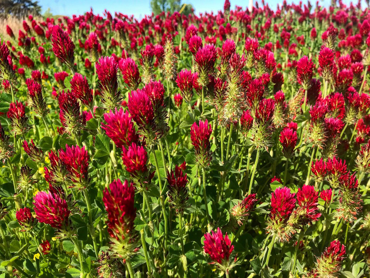 gottagetthepic's tweet image. 🍀Wild clover🍀 
#alabama
#florencealabama
#killenalabama
#easter