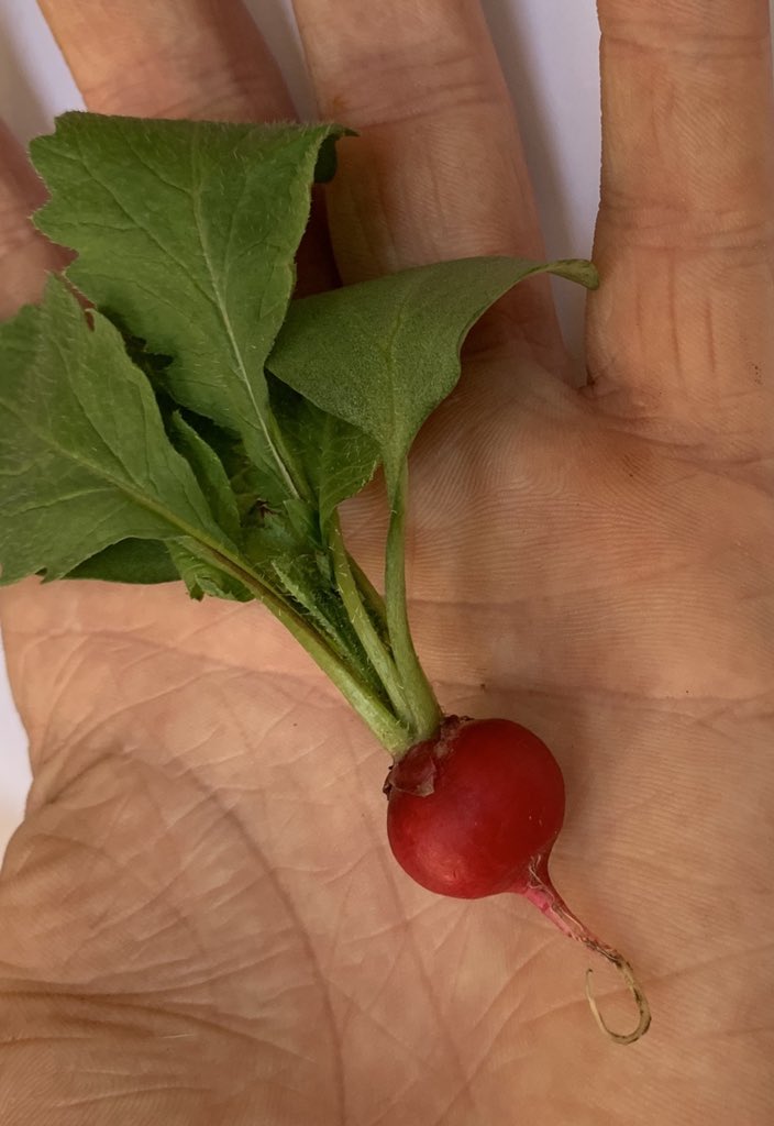 Growingfield28's tweet photo. Beautiful crop of baby radish #babyveg #fresh #localproduce  #warrington https://t.co/FWzq2VjeDM