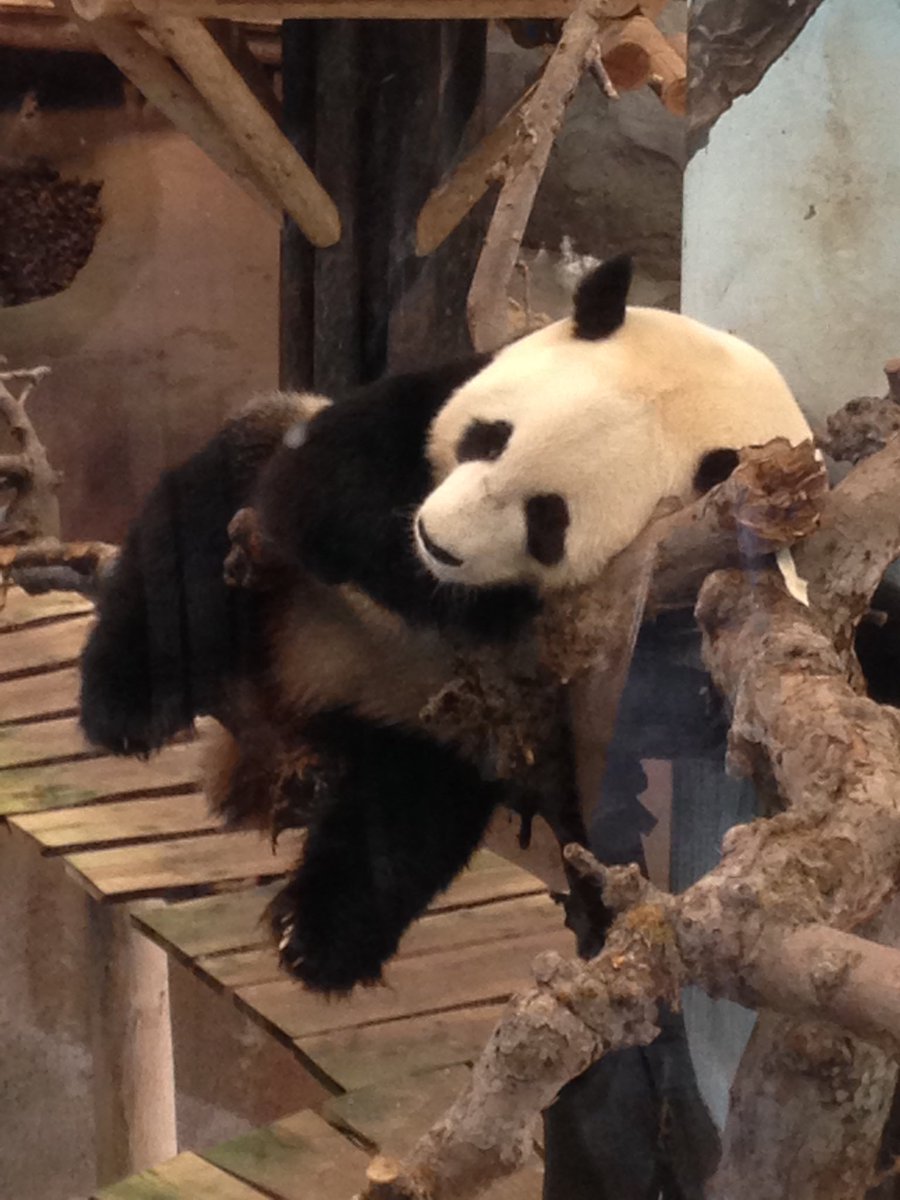 haar85's tweet image. Vandaag een prachtige dag in #ouwehandszoo. #panda volledig in paasrust.