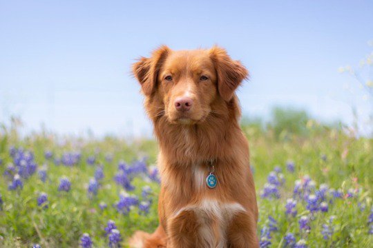 doge4u's tweet photo. #dogs #doge https://t.co/aFY1ScpTDv