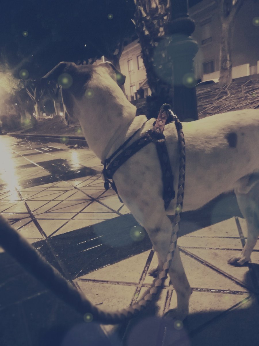 ronijueliki's tweet image. 