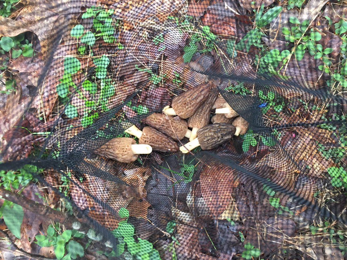 bzbridavis's tweet photo. My weekend consisted of morel mushroom pizzas, fried morels, family, and no cell phone service πβοΈβ€οΈ#easterunplugged #getoutside #family #tradition #tarhollow https://t.co/CFtXBYvjnL