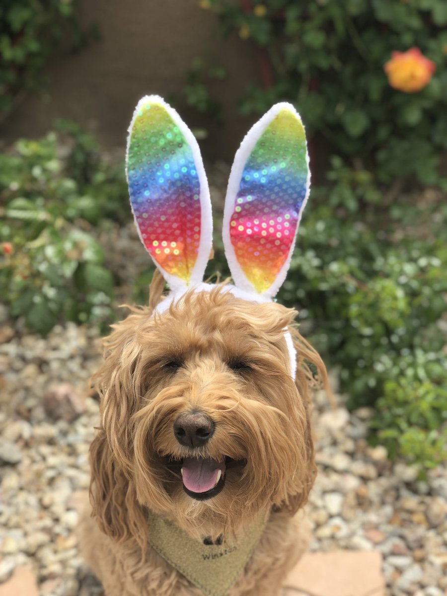 WinstonDaDoodle's tweet photo. I take my Easter Bunny duties very seriously.... sometimes! Happy Easter and Passover everyone! And of course, let’s fin-ish the Sharks tonight! Go Knights Go!!! 💛🖤🐶 #easterbunny #puppy
#goknightsgo #vegasborn #vgk #vgkdog #hockeydog #goldenknights #dogsoflasvegas #puppydog https://t.co/mm0wMsE8ng