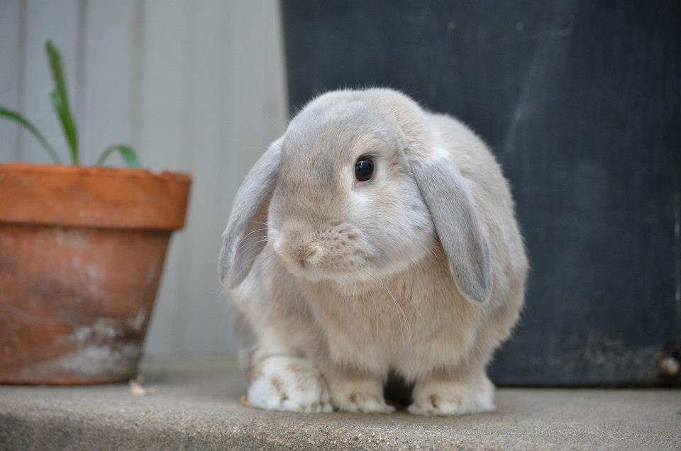 peta's tweet photo. Bunnies should be: 

❌ Experimented on
❌ Used for fur
❌ Killed for food

✅ Respected!

RETWEET if you agree! #Easter https://t.co/vgqvbgJXFw