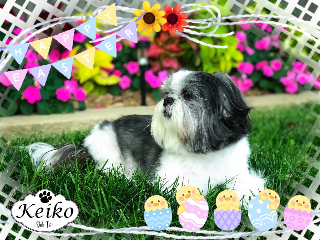 KeikoShihTzu's tweet photo. Happy Easter. https://t.co/ZX8MLlv1Ot https://t.co/txSocmkXPq