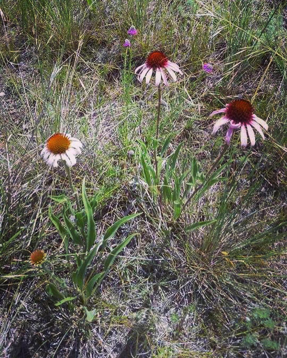 SDPheasants's tweet photo. The next generation of grassland managers are hitting the ground! 🐮
Rotational grazing isn’t just great for the cow, it also promotes diversity in habitat for wildlife!
Want to learn about how you can improve your grazing lands? 
👉https://t.co/aMGk3ae6CK 👉@SdGrassland https://t.co/5J93fy5w7G