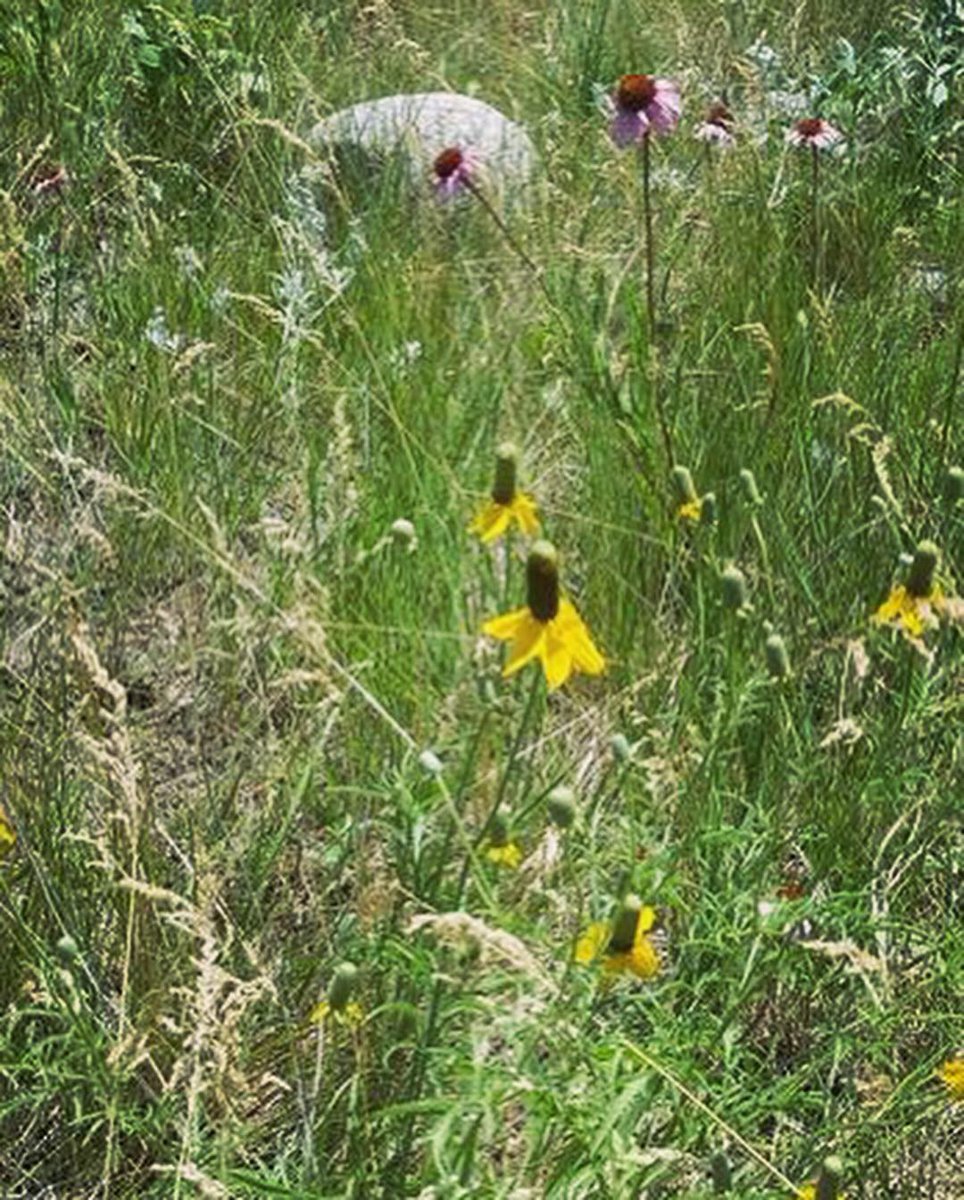 SDPheasants's tweet photo. The next generation of grassland managers are hitting the ground! 🐮
Rotational grazing isn’t just great for the cow, it also promotes diversity in habitat for wildlife!
Want to learn about how you can improve your grazing lands? 
👉https://t.co/aMGk3ae6CK 👉@SdGrassland https://t.co/5J93fy5w7G