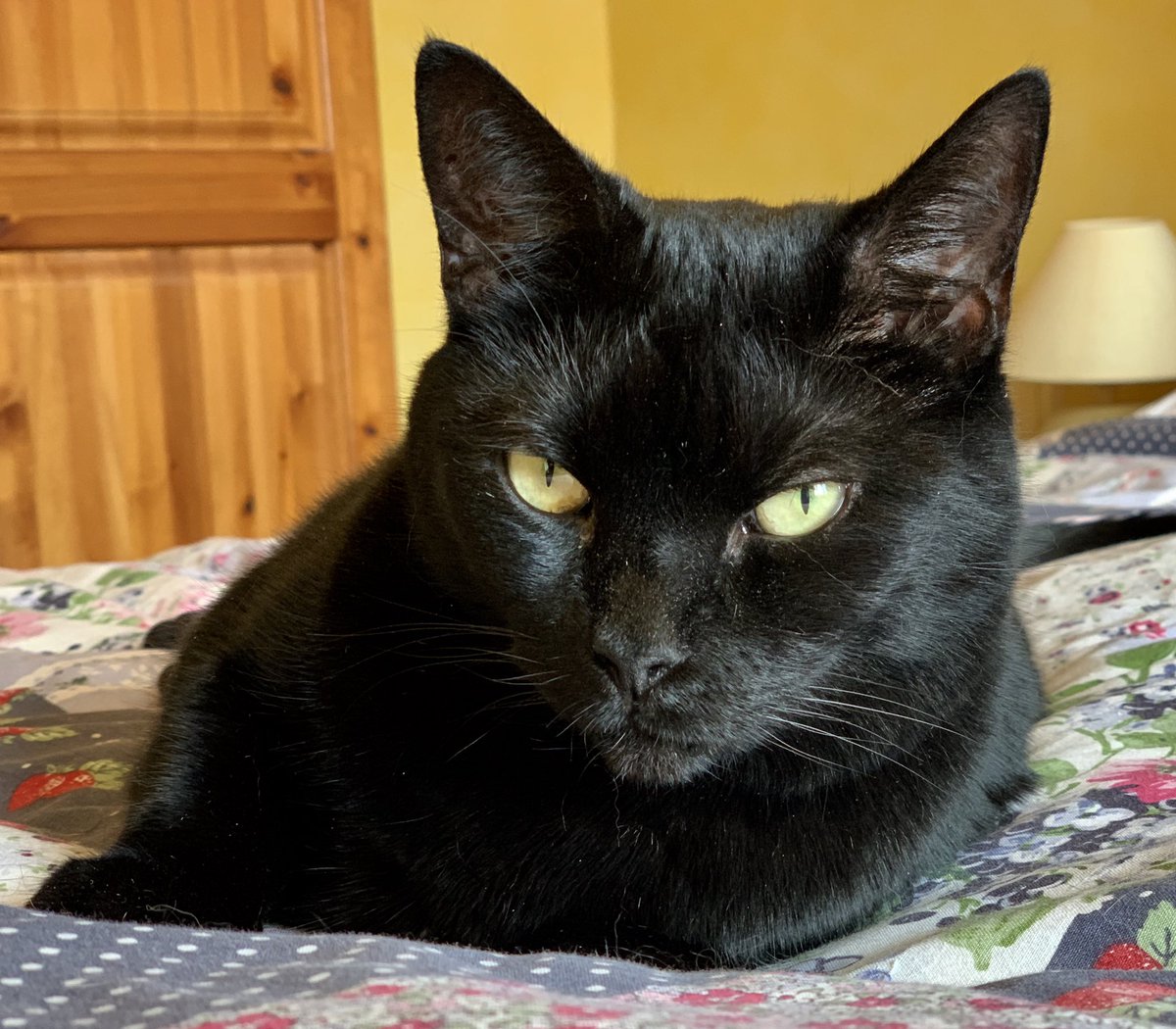 RamblingJax's tweet photo. I don’t think Selene has forgiven us for taking her to the v.e.t. yet. 
#blackcats #panfursquad #plottingrevenge https://t.co/5Bnw86kyWz