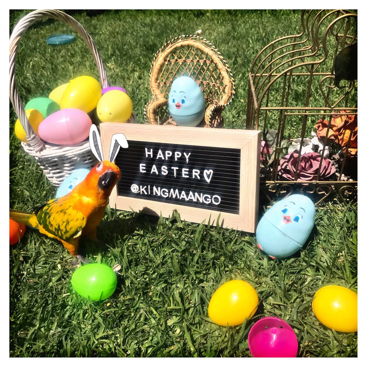 Kingmaango's tweet photo. Happy Easter 🐣 

#HappyEaster #EasterSunday #ParrotsofTweeter #rabbitears https://t.co/ZbDzJwRMRU