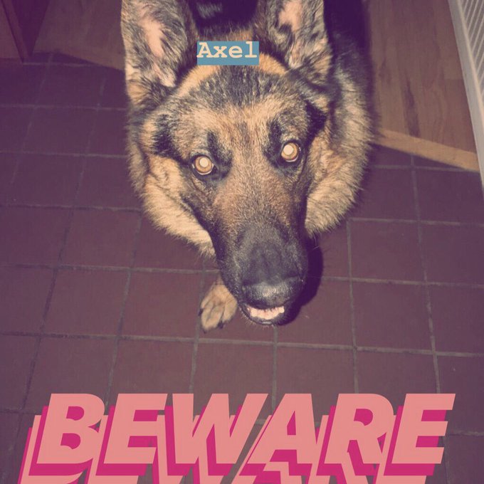 The Bitches And Whores🎀🐶👯‍♀️