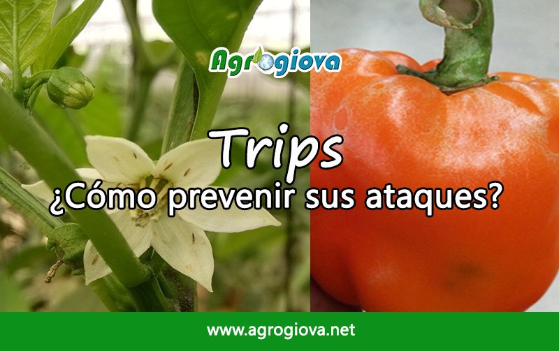 Agrogiova's tweet photo. ¿Cómo prevenir los ataques de trips en hortalizas? Léelo en nuestro blog https://t.co/37aYCLQgMd #trips #prevencion #agricola #control #invernaderos #agrogiova #plagas #hortalizas https://t.co/Ltyjsek8Hj