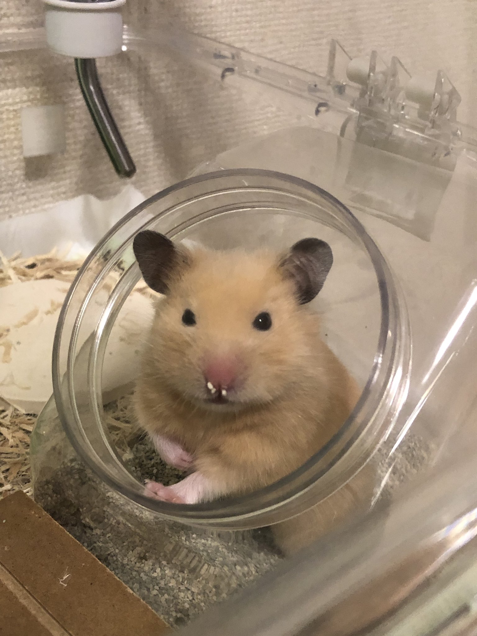 にこげっき 朝から笑わさんでや ハムスター キンクマ ハムスターってなんてかわいいんだろう 可愛いとおもったらrt T Co Ifd0sajatz Twitter にこげっき 朝から笑わさんでや ハムスター キンクマ ハムスターってなんてかわいいんだろう 可愛いとおもったらrt T Co Ifd0sajatz Twitter