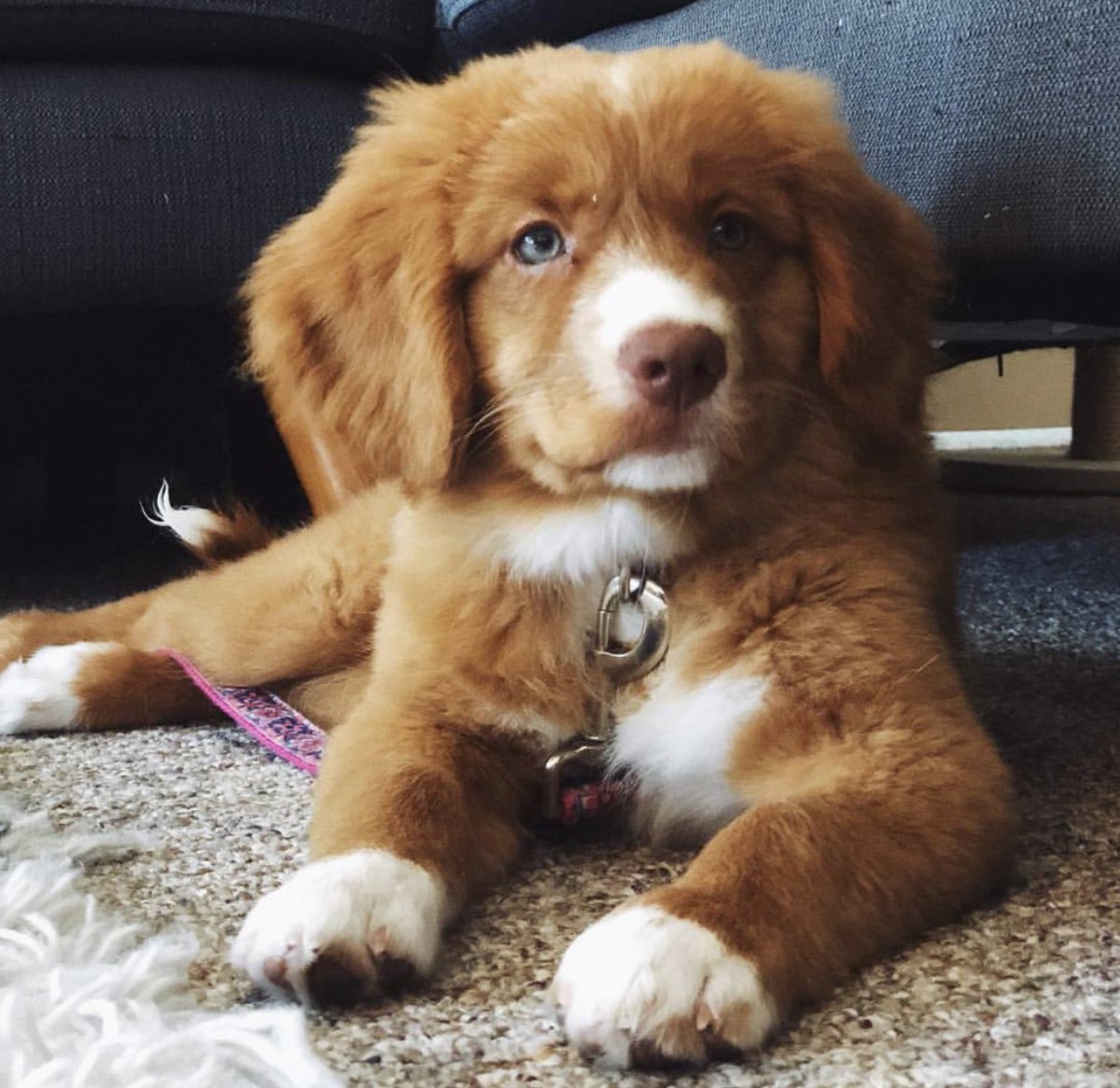 _doughill's tweet photo. @lindydonna My puppy today. https://t.co/OCn81mI8SP