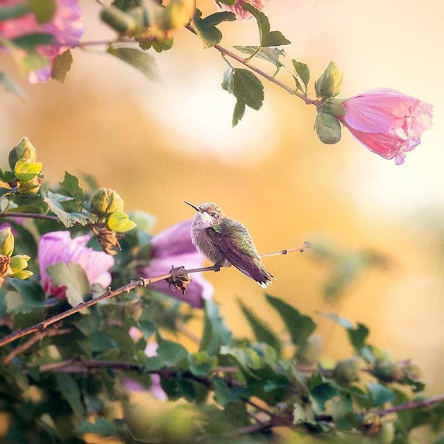 FreyaEverAfter_'s tweet photo. Nature always wears the colors of the spirit 🌿
~Ralph Waldo Emerson
.
The hummingbirds have been spotted in our area. I check the 2019 migration map daily 😅 Still none at my house or the farm though. I have feeders out and did some planting. I really… https://t.co/7QyMXDuTei https://t.co/CJEW5yjgRm