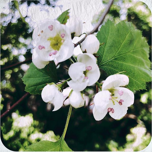 Hawthorn?  #Hipstamatic #Hugo #LaSeine bit.ly/2XrnDn6