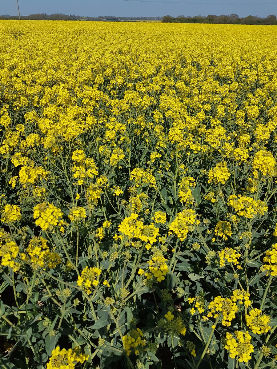 TheRealSkegness's tweet photo. It's the time of the yellow fields. #Skegness #Lincolnshire #Lincs #Fields #Rapeseed #Yellow https://t.co/kmLc4755OR