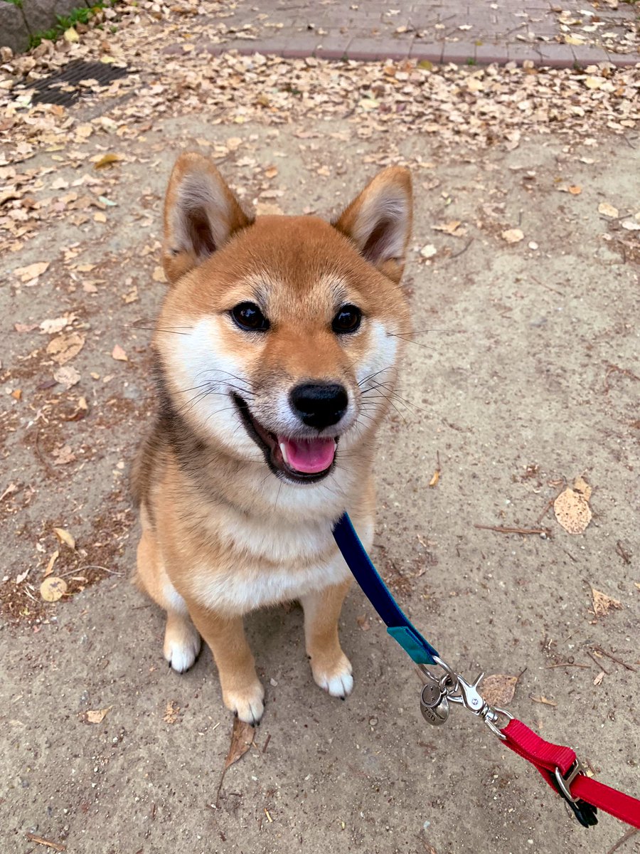 柴犬ガウナとの日々 1歳 V Twitter 口の周りの黒い毛がなくなってきた 柴犬 9カ月歳になりました