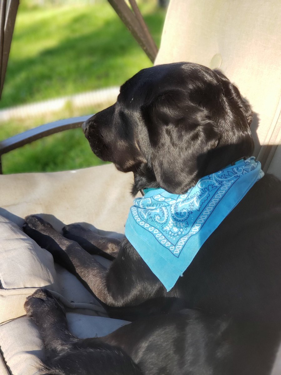 One good thing about my tandem service dog team while Salvy is enjoying playing in the yard Ariel likes to sit on the swing and watch everything:) #mobilityservicedog