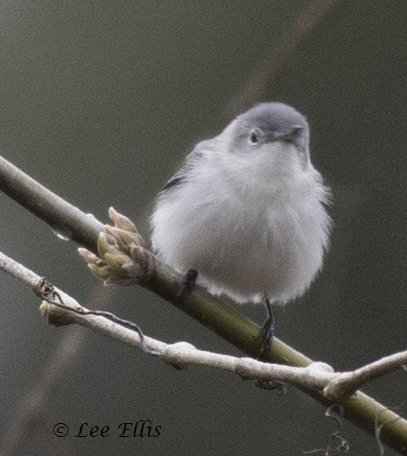 ThreeStarPet's tweet photo. First blue-gray gnatcatcher of the year! #birding #GuildInn #ScarbTO https://t.co/zr34G8mqFh