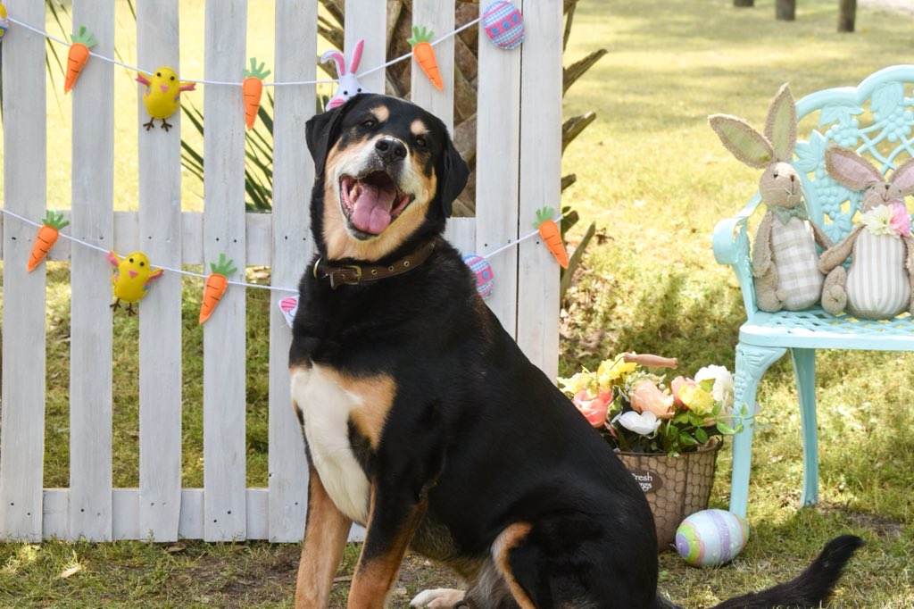 Max wants to wish everyone a Happy Easter and remind you to vote for him to be featured in Lowcountry Dog Magazine 1.shortstack.com/T7pjfT #dogsofinstagram #EasterSunday2019 #dogmom #Charleston #Easter #lowcountrydog #dogsoftwitter