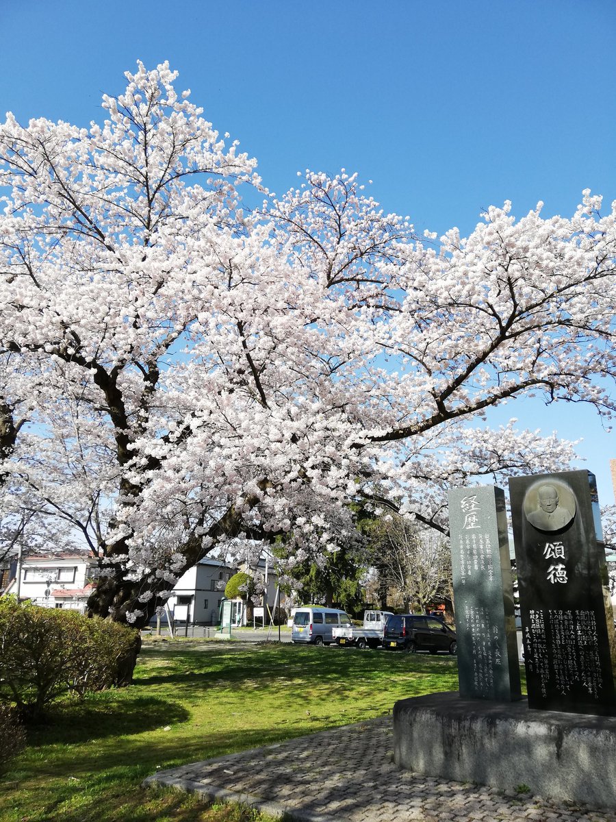 花巻観光協会 速報 花巻 花だより 桜開花情報 おはようございます 今日も暖かい日になりそうですね 今朝のぎんどろ公園の桜は満開でした 花巻 桜 ぎんどろ公園