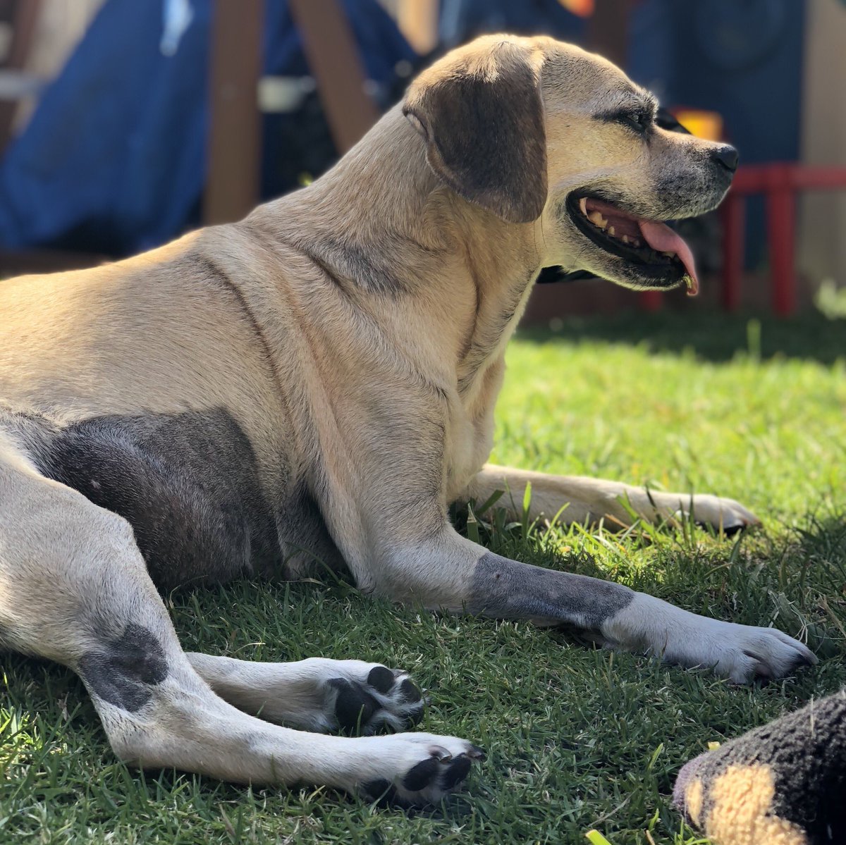 puggle's tweet photo. Enjoying the weekend in Sunny San Diego https://t.co/nXBGG0KOg9