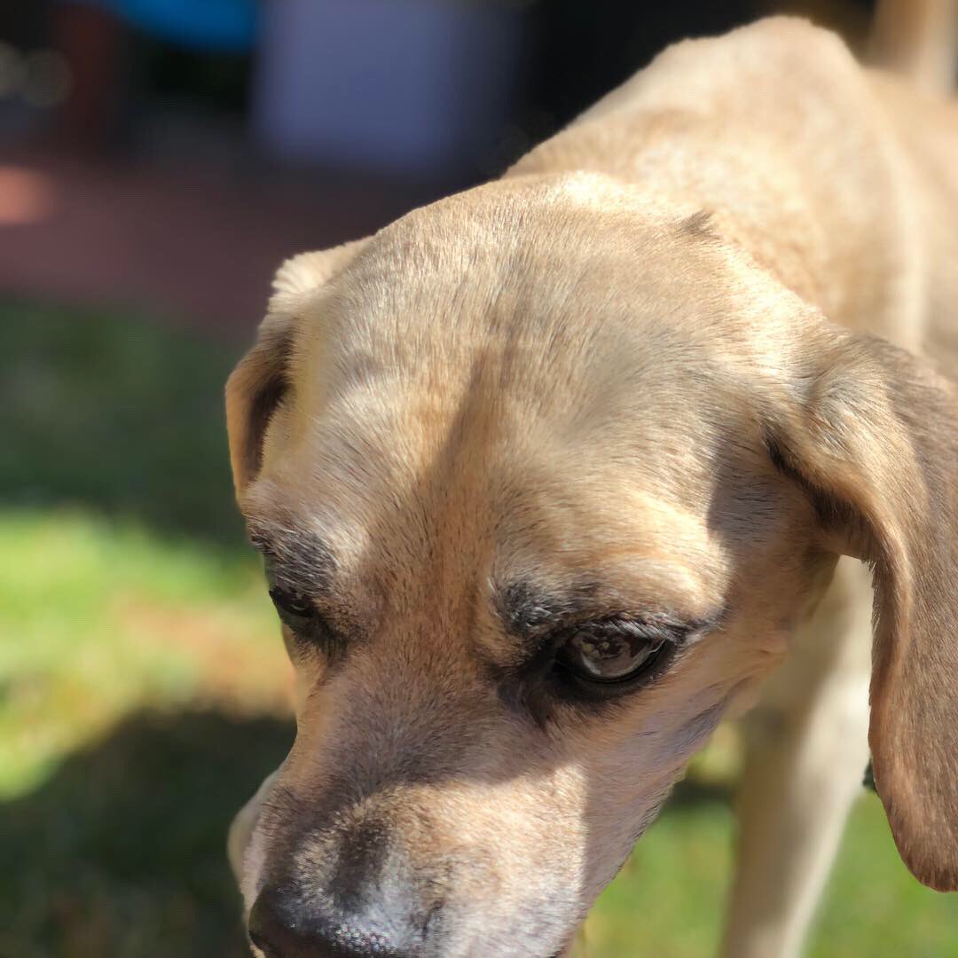 puggle's tweet photo. Enjoying the weekend in Sunny San Diego https://t.co/nXBGG0KOg9