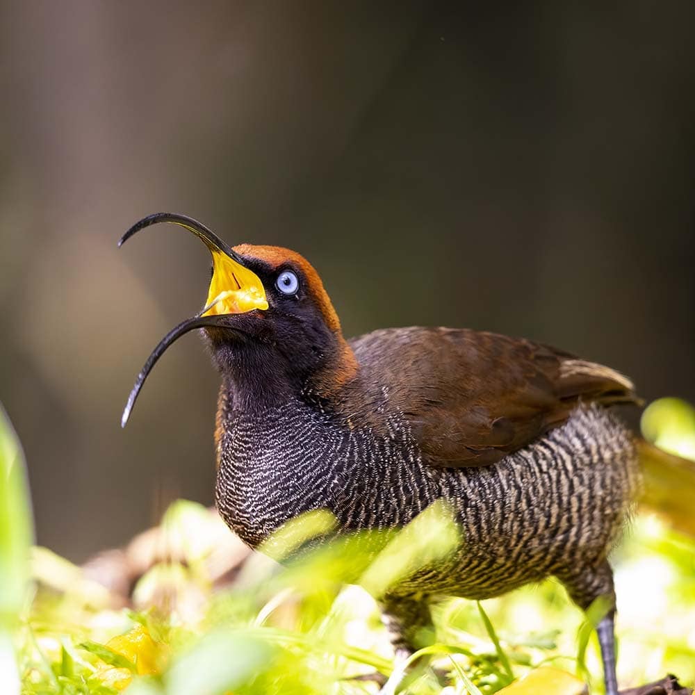 This Brown Sicklebill is one of the 42 Birds Of Paradise found in PNG. They live close to the forest edges and in the mountain side. #VisitPNG to see one for yourself!

📷: @stevenbruby
📍: Kumul Lodge Enga