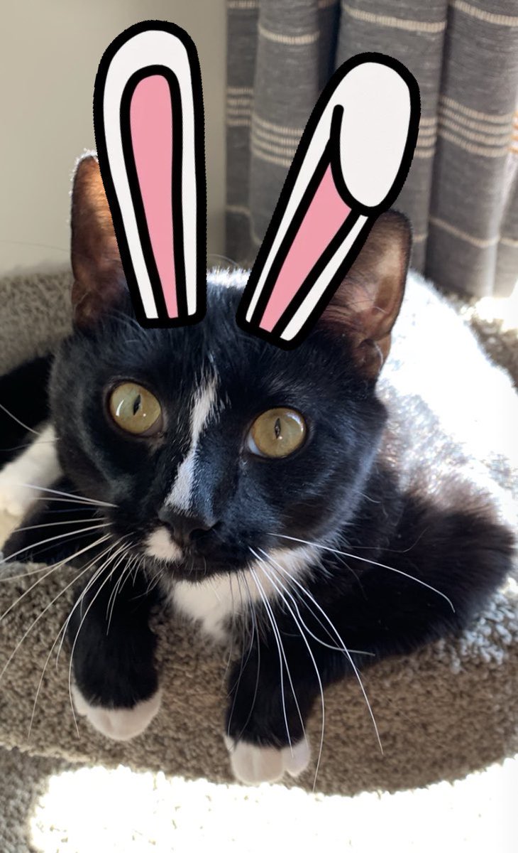 MsDrydenNHS's tweet photo. Somebunny wants to wish you a Hoppy Easter! https://t.co/SV0PnQVGvw