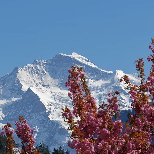 jika2001's tweet image. Springtime at the Jungfrau #spring #jungfrau #igersbern #flowerpower bit.ly/2XzNB7Z