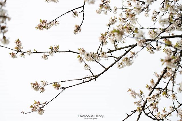 Pureté - 05

#EmmanuelHenry, #epinallabelleimage, #fleur, #jevoislavieenvosges, #nature, #nikon, #vosges #cerisier #cerisierenfleurs #nature #minimalisme #arbre #hadol #france #france_focus_on #france🇫🇷 #art #artwork #artist #grandest #grandest_focu_on #destinationlorraine w…