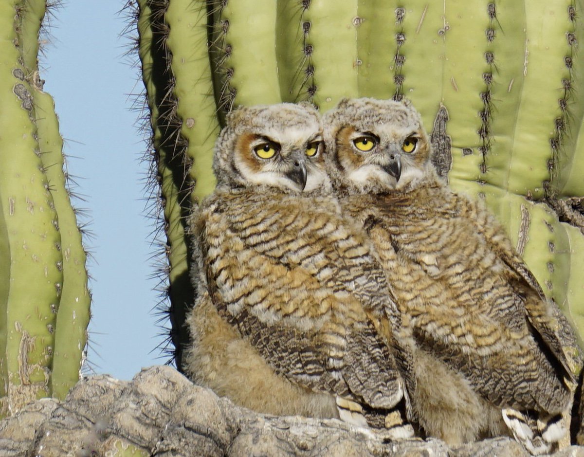 Becky Wenger caught these beautiful birds in #Scottsdale. A couple of young Great Horned Owls getting ready to learn how to fly. #AZ
