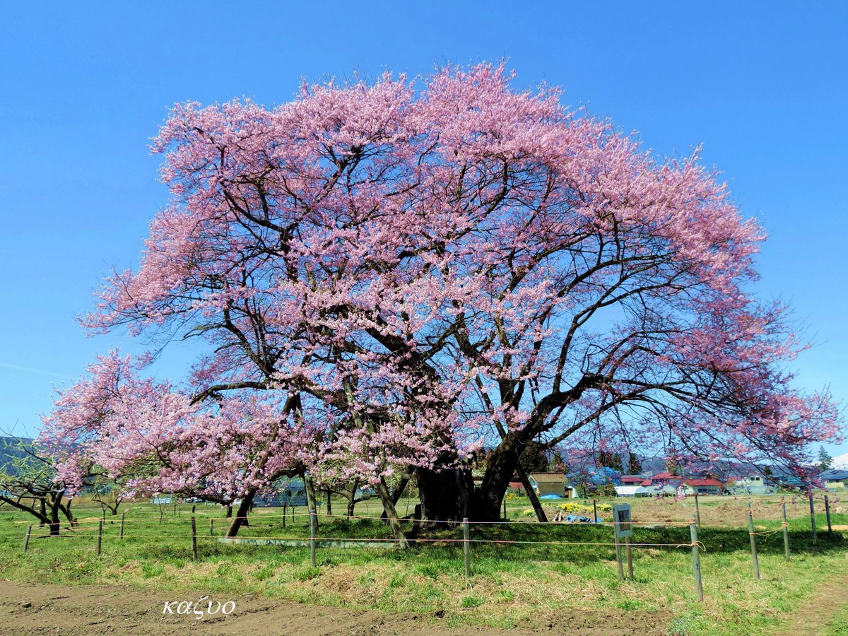 種蒔桜