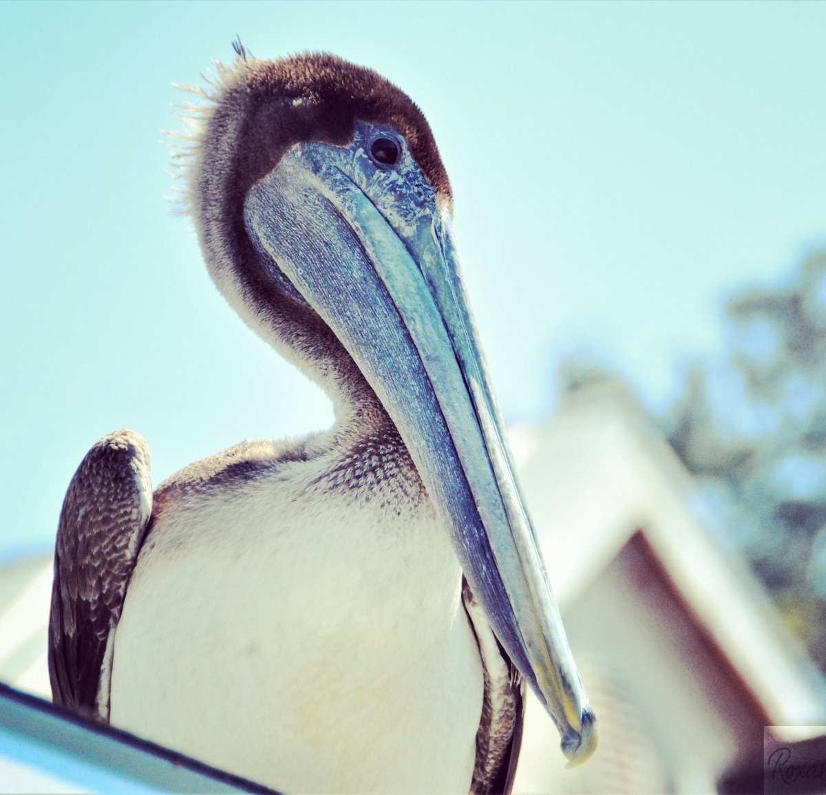 Brown Pelican <a href="/CrystalRiver_FL/">Crystal River, FL</a> .
#pelican #crystalriver