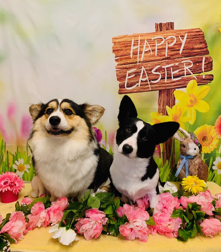 LokiHarper's tweet photo. @WallyWelshCorgi Neither can we! https://t.co/510bZp7i6C