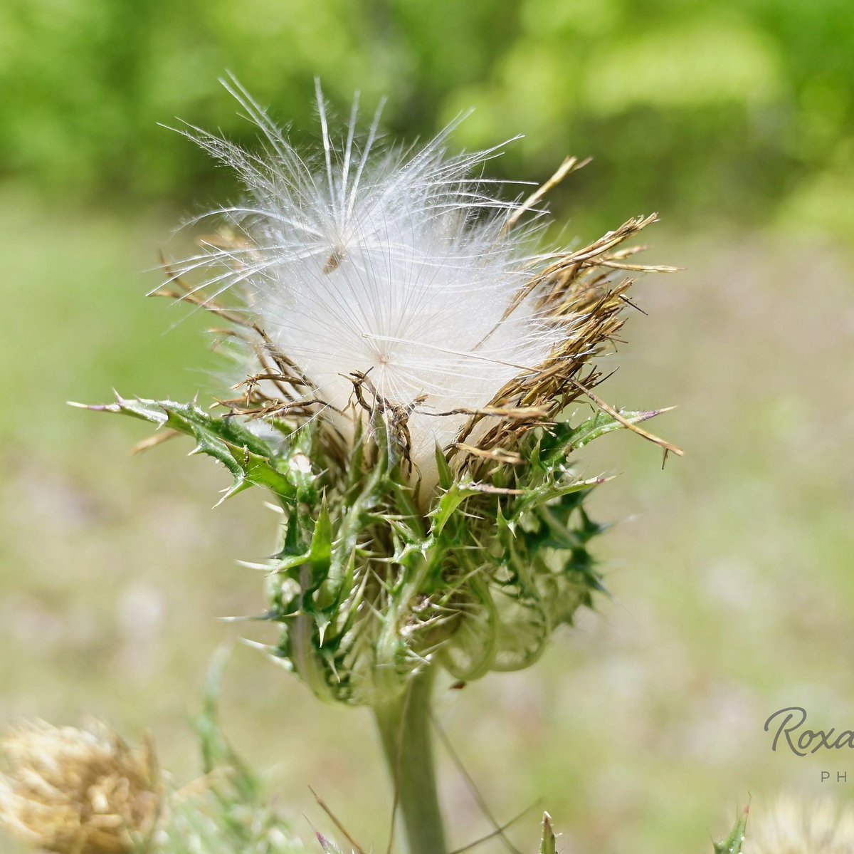 #thistle #flowerstagram #photography 📸 by Roxanne Kelly
