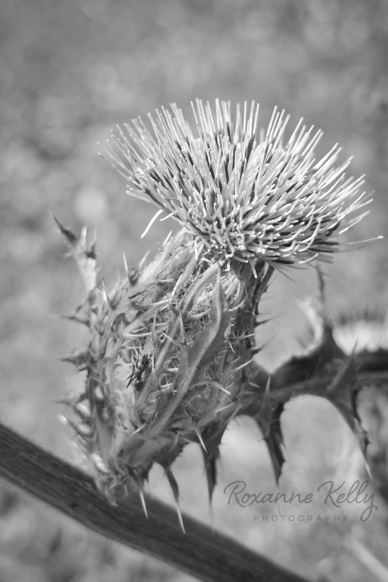 #blackwhitephotography 📸by Roxanne Kelly. #thistle #flowerstagram #PHOTOS