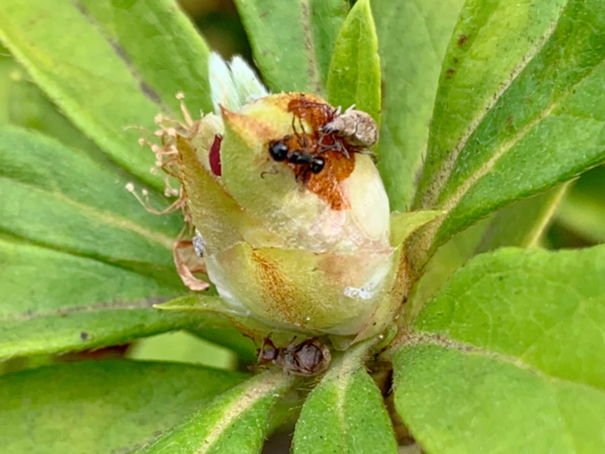日本野虫の会 重版御礼 手すりの虫観察ガイド ツツジの蕾はベタベタした粘液に包まれており 集まる虫はみな脚をとられて死んで行く 受粉につながらない盗蜜は許さない魔のトラップなのかもしれないが ざっと見ただけでテントウムシ ハエ アリ ゾウムシ 日本野虫の会 重版御礼 手すりの虫観察ガイド ツツジの蕾はベタベタした粘液に包まれており 集まる虫はみな脚をとられて死んで行く 受粉につながらない盗蜜は許さない魔のトラップなのかもしれないが ざっと見ただけでテントウムシ ハエ アリ ゾウムシ