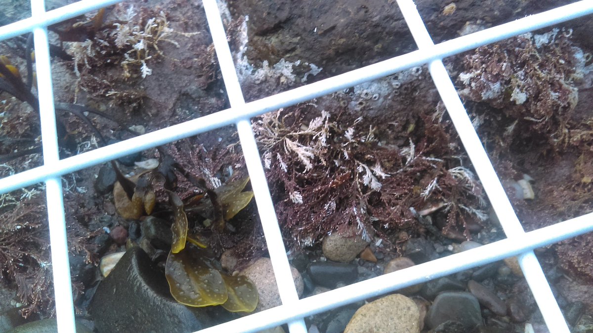 Biomarine117's tweet photo. Also went surveying down at Culzean whilst seeing family over Easter. I've grown up with this place and is the main driver for me still surveying long after #cocoast ended. The coral weeds are bleaching and we have #marineinvaders in the form of Japanese Wireweed present. https://t.co/yaGLcIVGBh