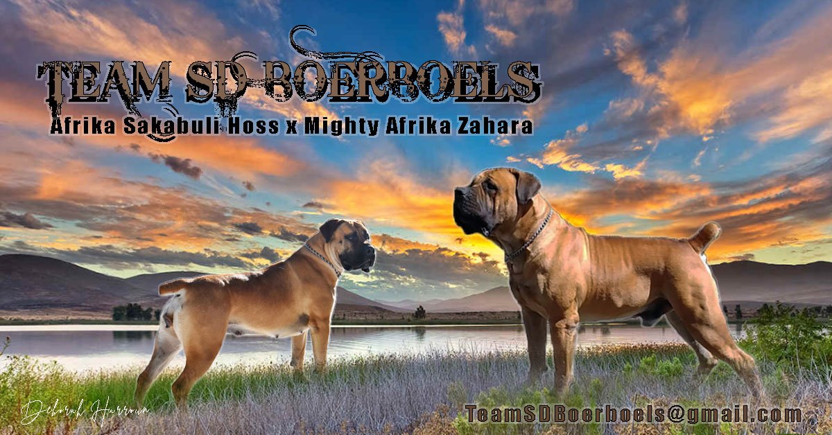 We are very excited to announce pregnancy has been confirmed for Afrika Sakabuli Hoss (86 LNR) x Mighty Afrika Zahara (82.8 LNR)! #teamsd #teamsdboerboels #teamsandiego #sandiego #sabbs #akc #boerboels #boerboel #boerboelsofinstagram #southafricanboerboel #puppies #pupsforsale