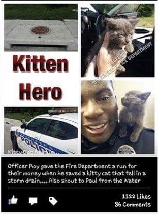 jenn2theT's tweet photo. @Austin_Police @austinanimals Rescued police kittens are the best!! My guy came from a storm drain - best kitty I’ve ever had! Thanks for rescuing two more and hoping they get great fur-ever homes! https://t.co/uOieSVWJZp