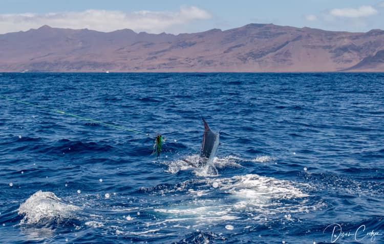 Billfish Report tweet media