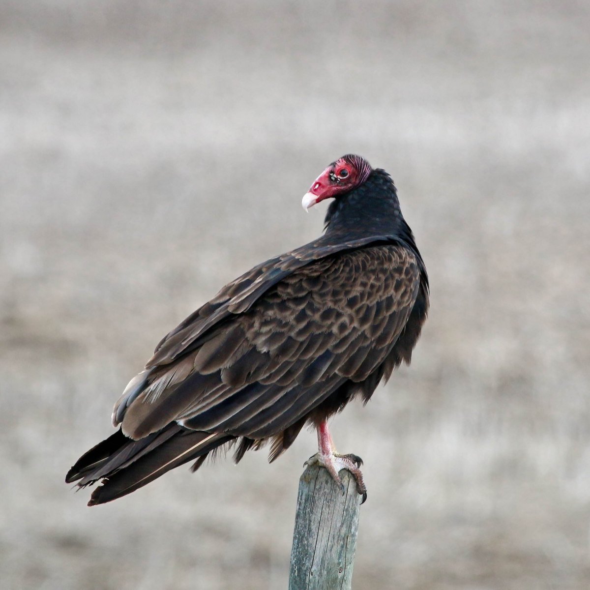 We're starting to see Turkey Vultures again.